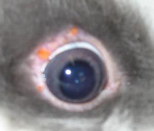 orangefarbene Stellen am Auge eines Kaninchens