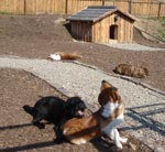 Hundeauslauf