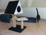 zur Katzenpension